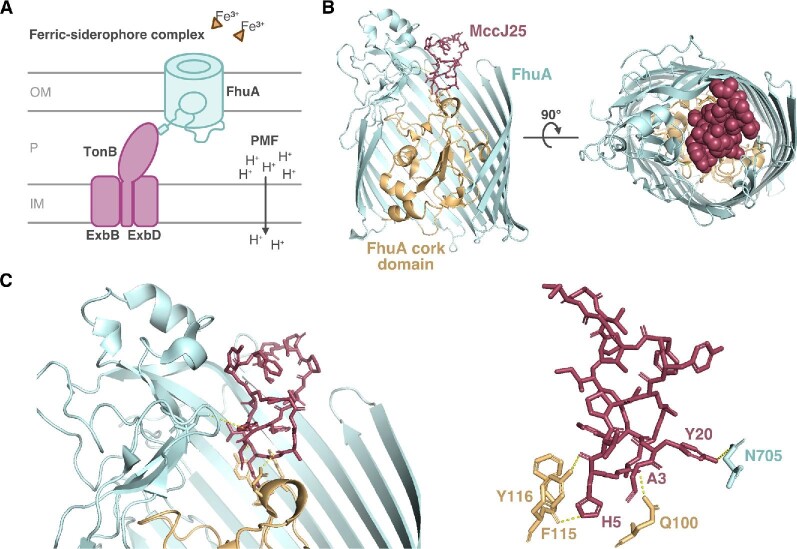 Fig. 12.