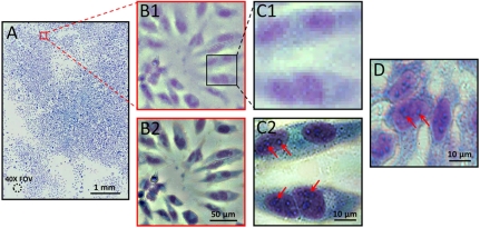 Fig. 2.