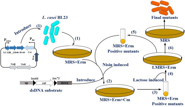 FIGURE 3