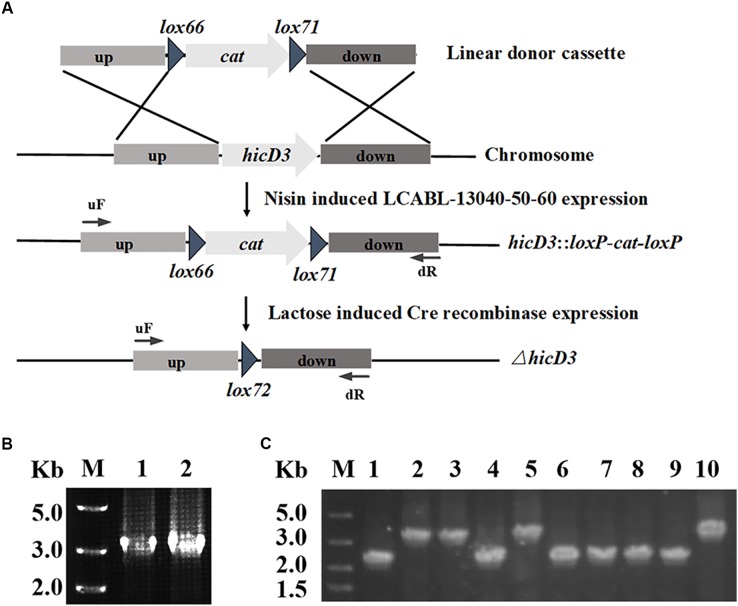 FIGURE 2