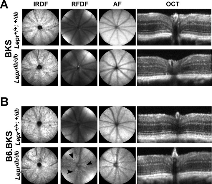 Fig. 8.