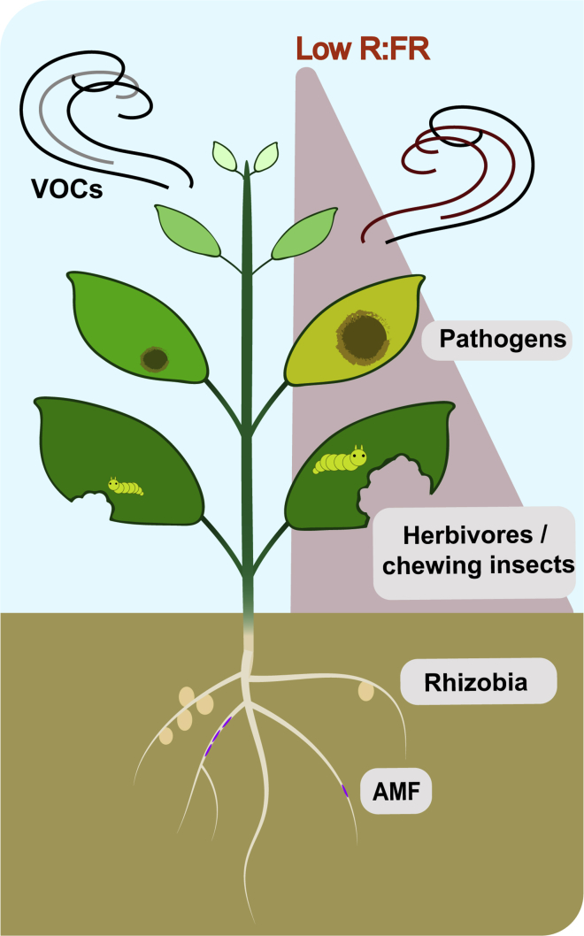 Figure 3