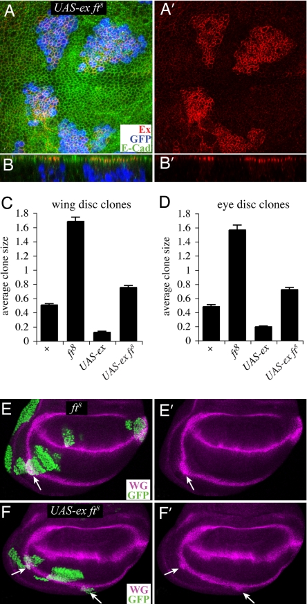 Fig. 4.