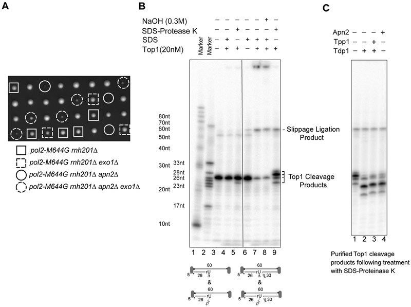 Figure 6.