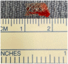 Fig 3
