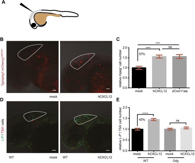 Fig. 4.