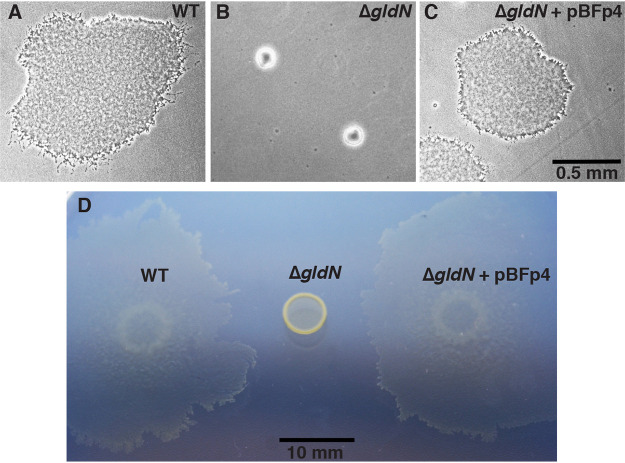 FIG 2