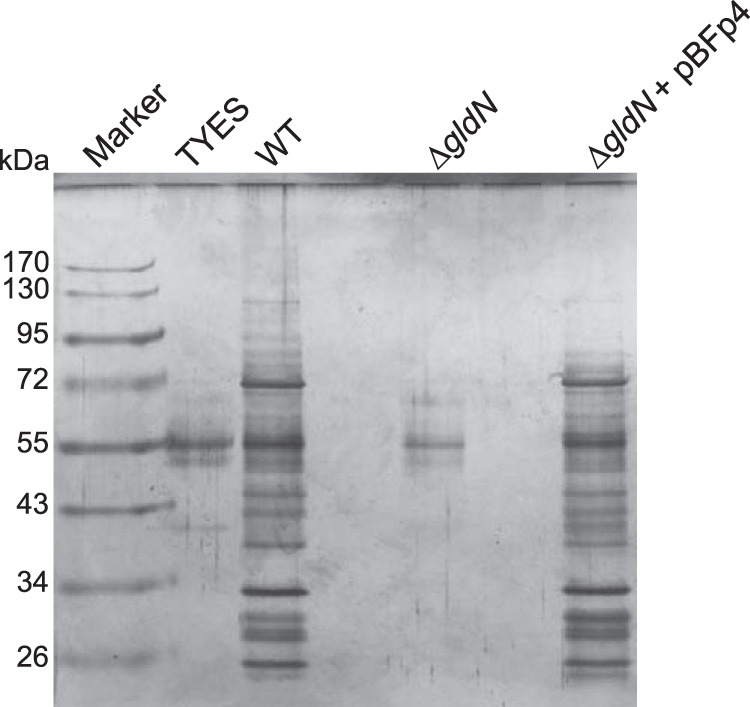 FIG 3