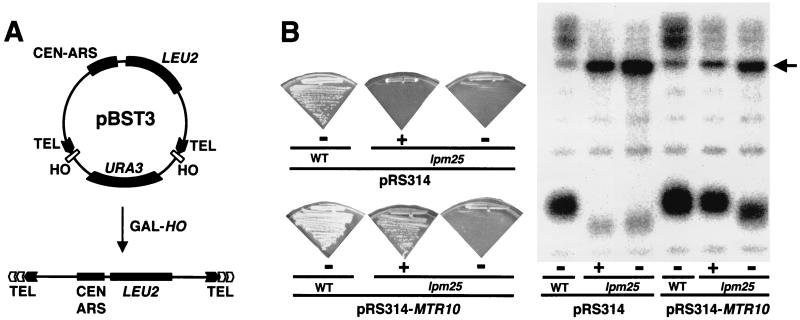 FIG. 1.