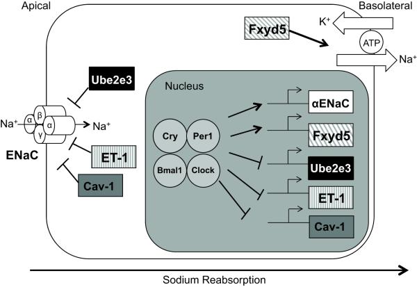 Figure 6