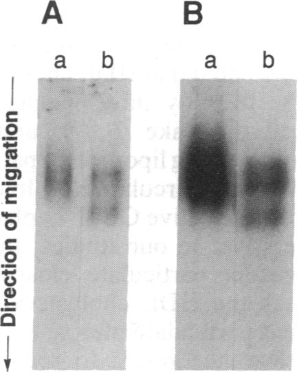 graphic file with name pnas01065-0355-a.jpg