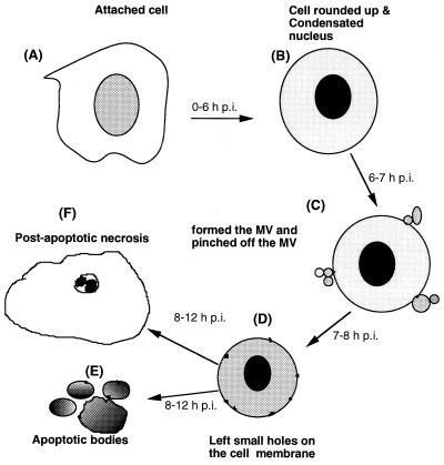 FIG. 7