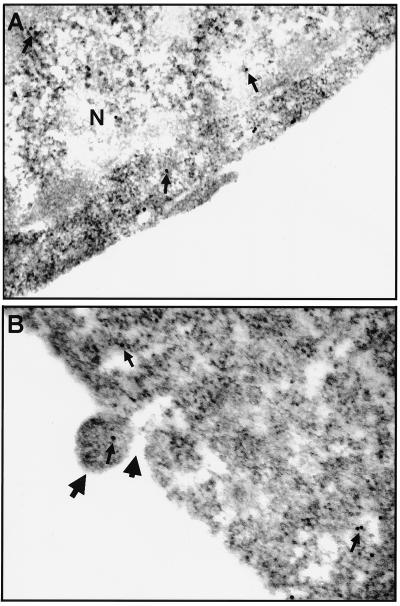 FIG. 5