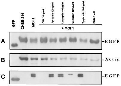 FIG. 6