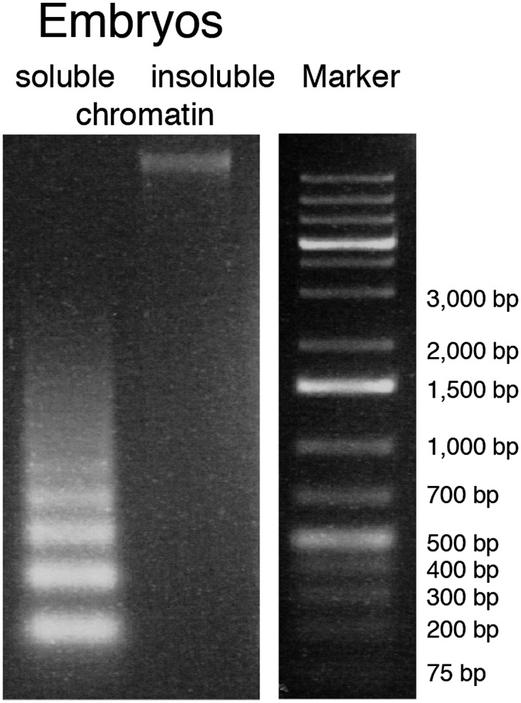 Figure 1—figure supplement 1.