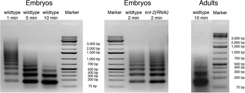 Figure 2—figure supplement 1.