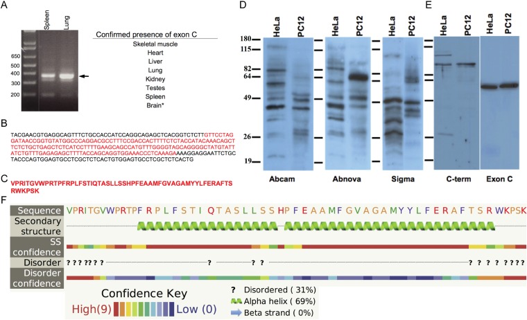 Figure 1—figure supplement 3.