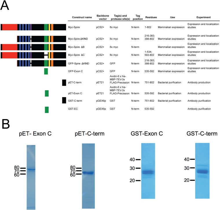 Figure 1—figure supplement 2.