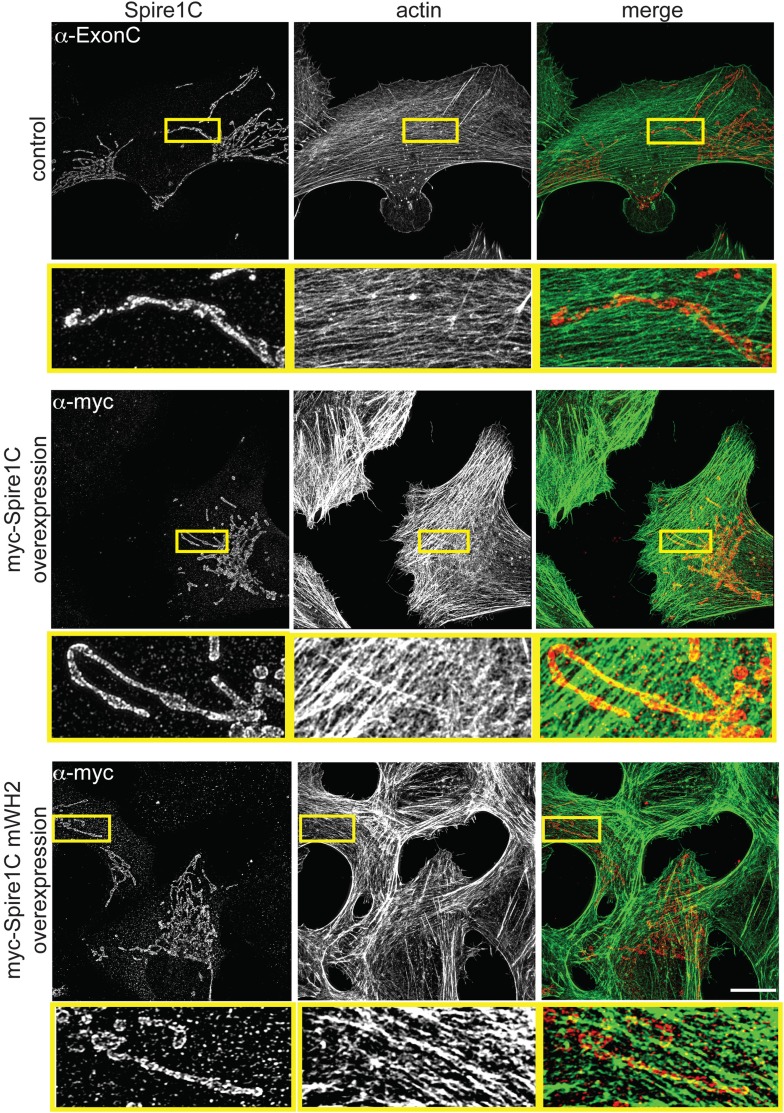 Figure 3—figure supplement 1.