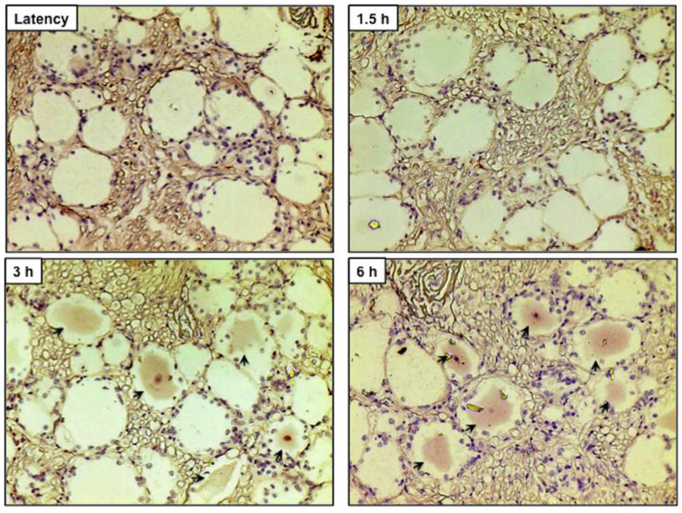 Figure 3.