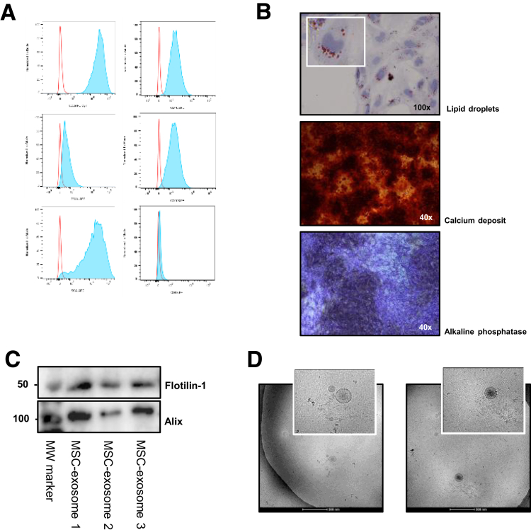 Supplementary Figure 1