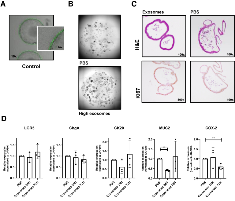 Supplementary Figure 3