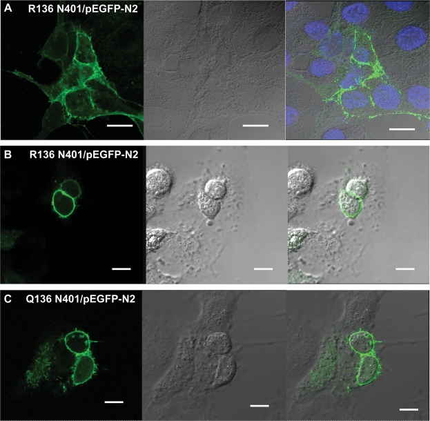 Figure 4