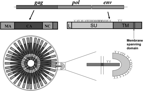 FIG. 1.