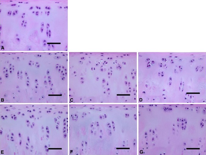 Fig. 5A–G