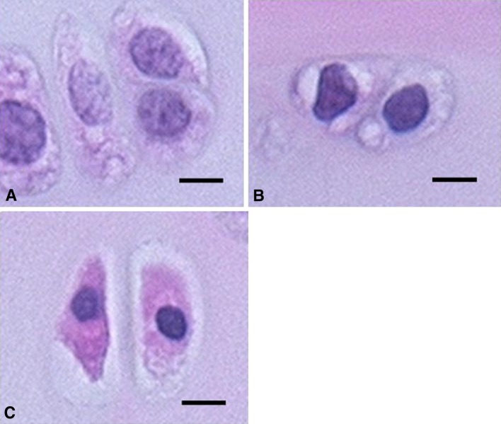 Fig. 1A–C