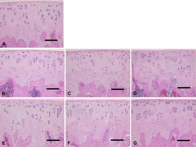 Fig. 4A–G