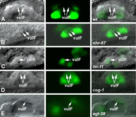 Figure 6