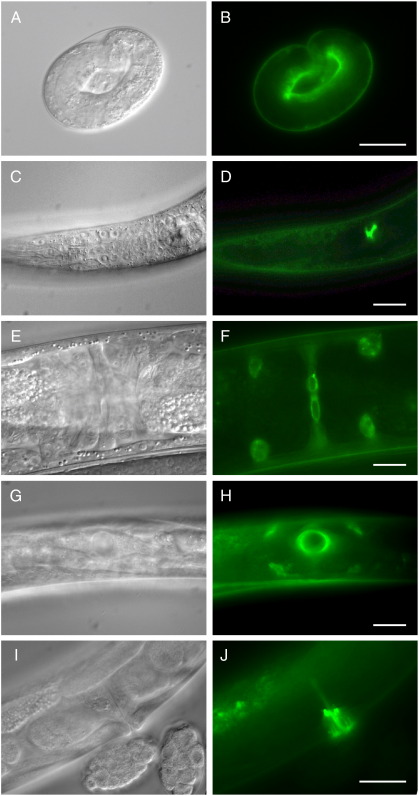 Fig. 4