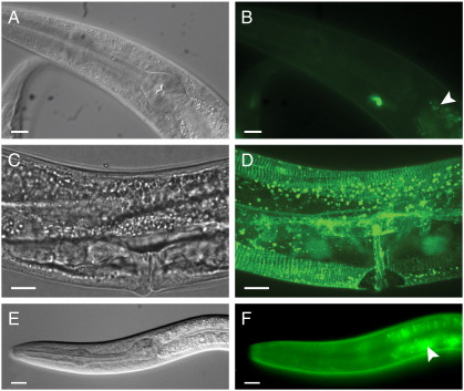 Fig. 6