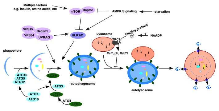 graphic file with name cib-6-e27595-g2.jpg