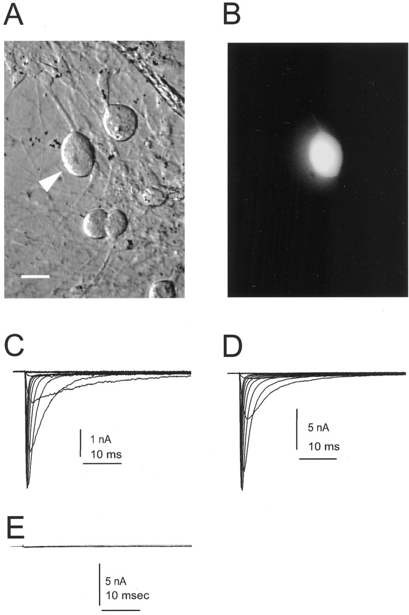 Fig. 7.