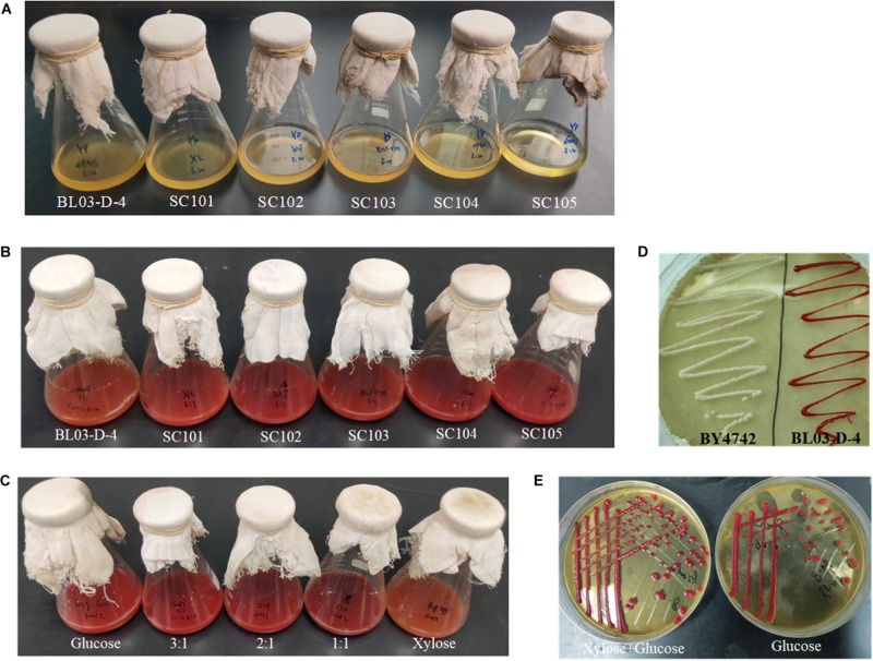 FIGURE 5