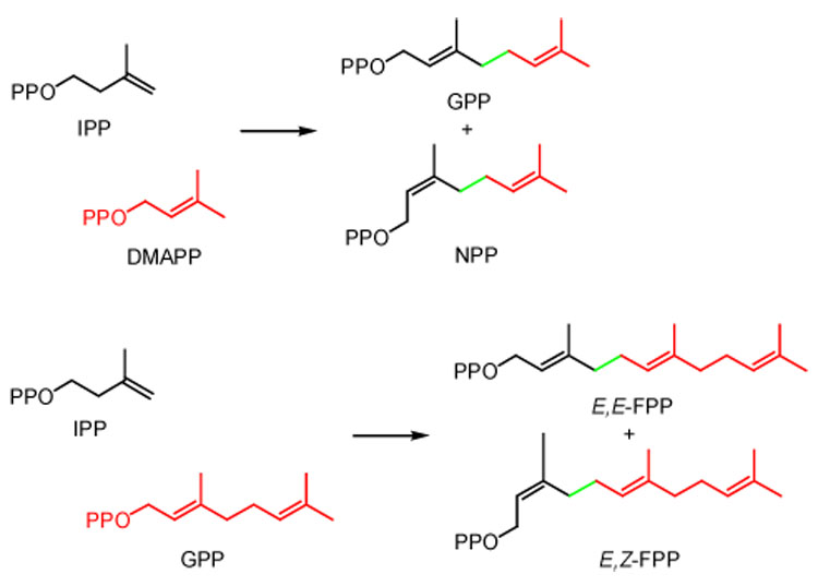 Scheme 2