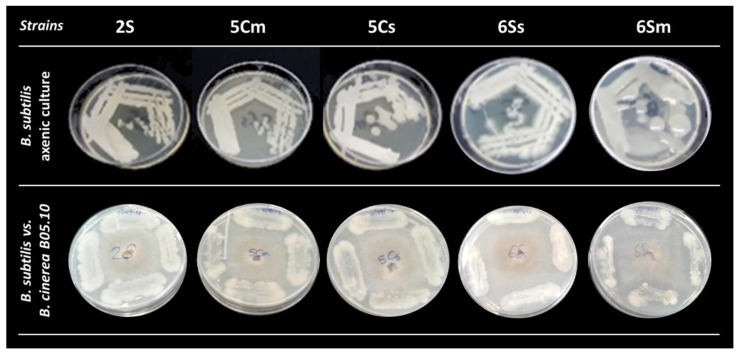 Figure 2