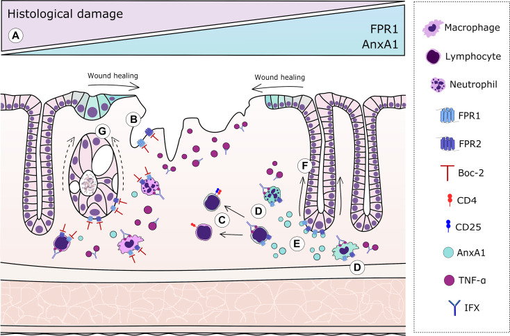 Figure 5