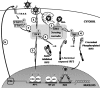 FIG. 7.