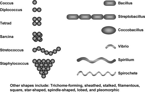 Figure 1.3