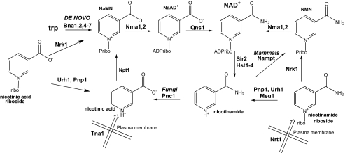 FIGURE 1.