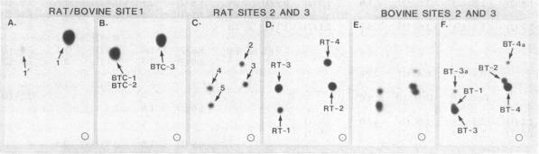 graphic file with name pnas00336-0169-a.jpg