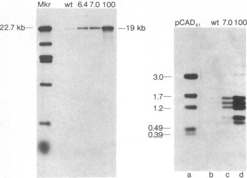 graphic file with name pnas00008-0122-a.jpg