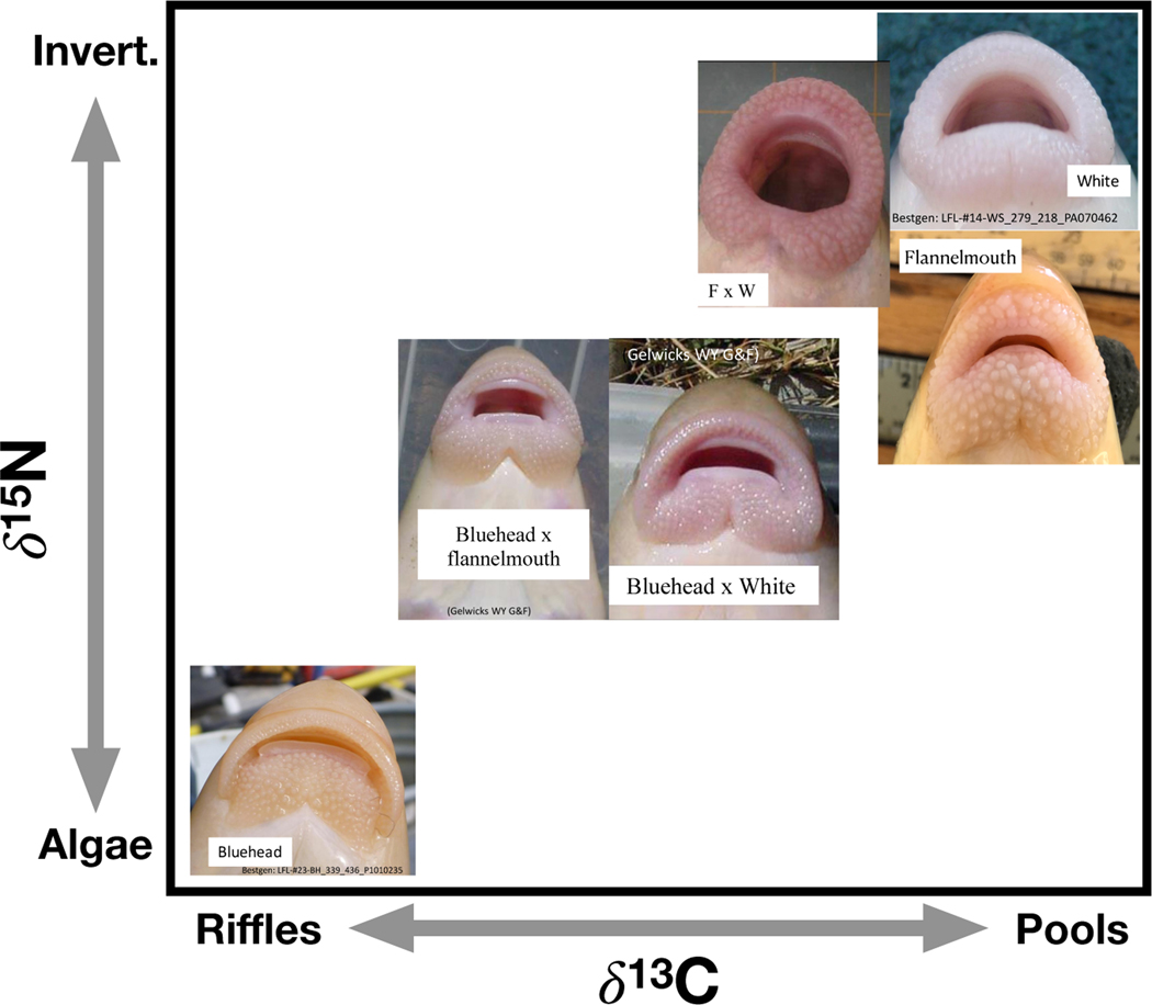 Figure 1: