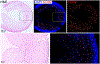 Fig. 7.