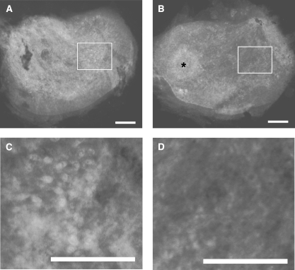 Fig. 9