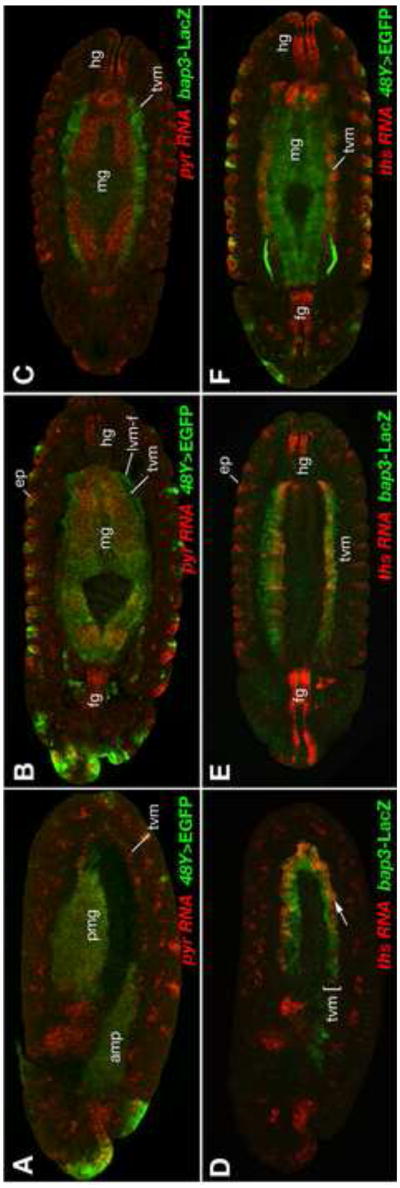 Fig. 6