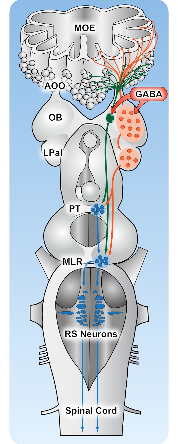 Fig 11